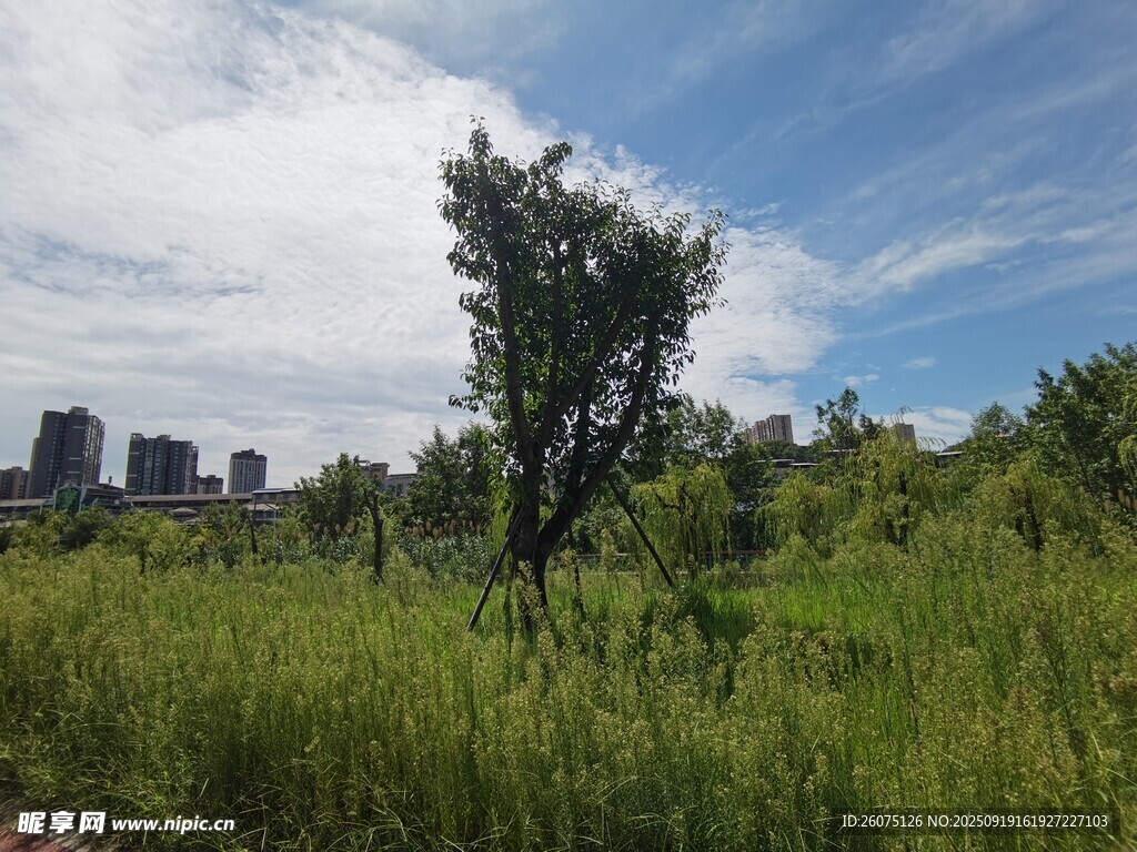 城市邊的綠意盎然草地