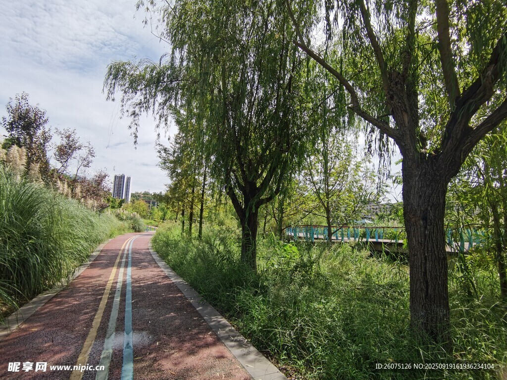 鄉(xiāng)間綠蔭小道自然美景