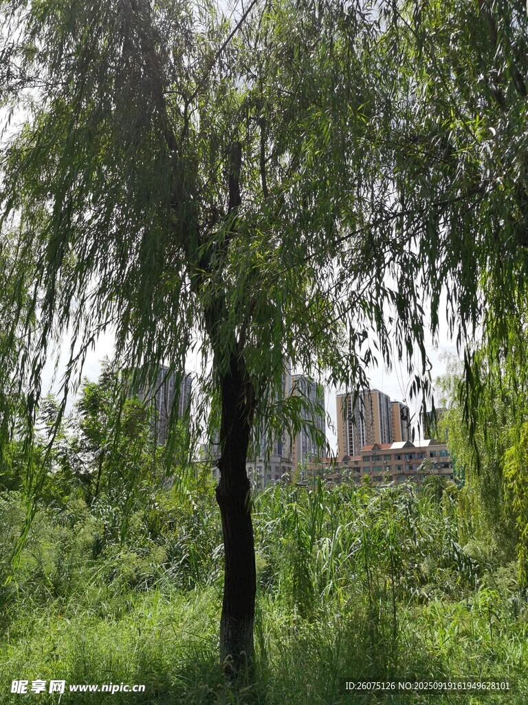 戶外綠樹草地自然景致