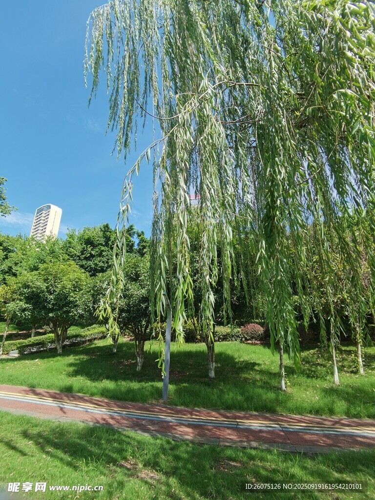 公園垂柳下的靜謐小徑