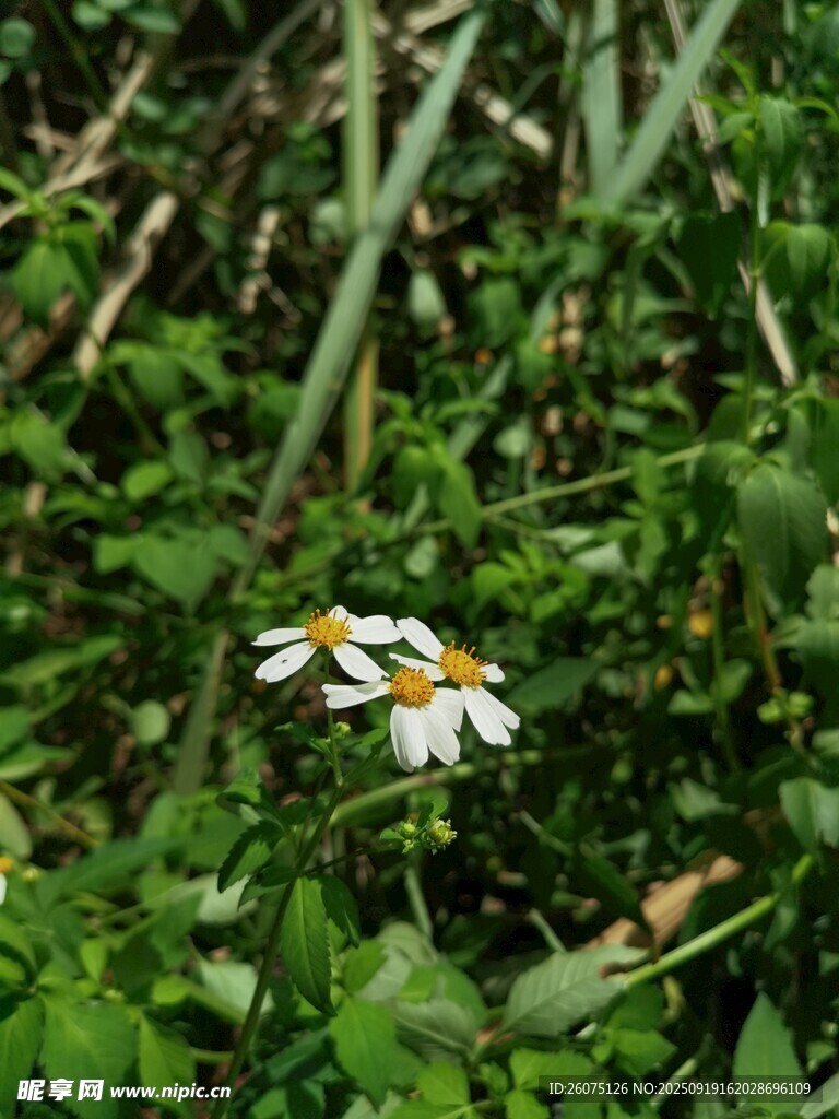 草叢中的白色小花