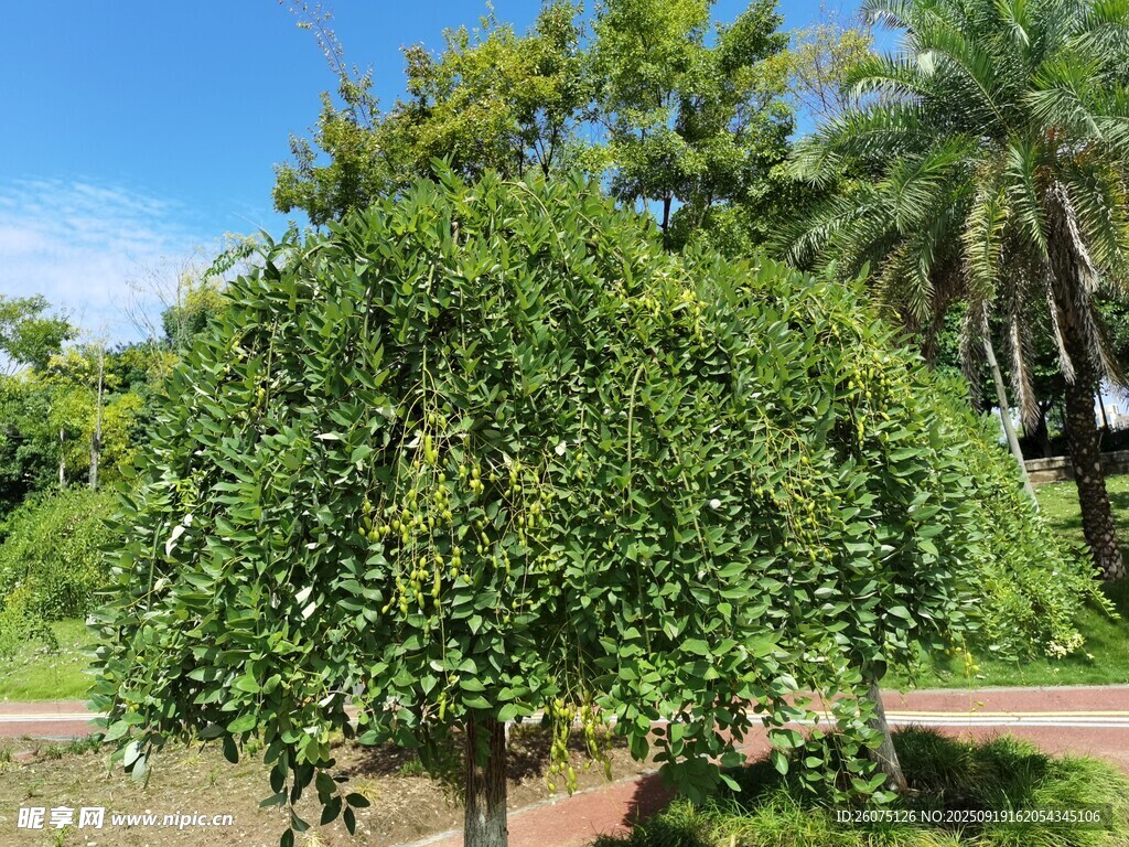茂盛綠植景觀