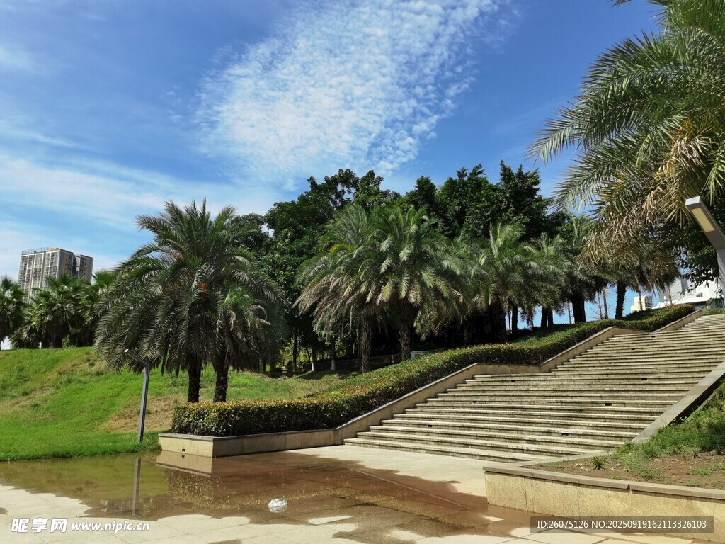 城市公園中的棕櫚樹景觀