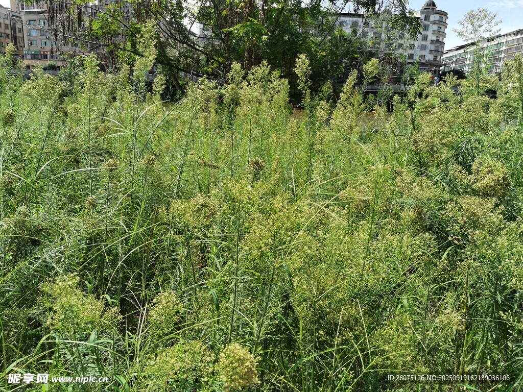 野外繁茂的綠色植物叢