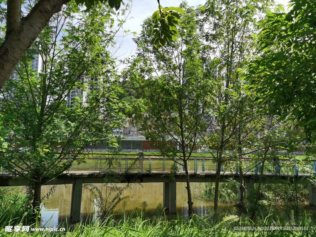 林間木橋靜謐自然景致