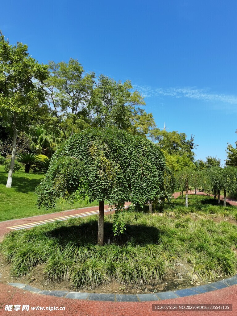 公園中蔥郁的樹木景觀