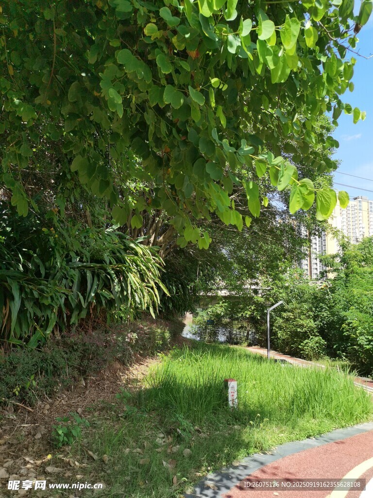 綠意盎然的公園小徑