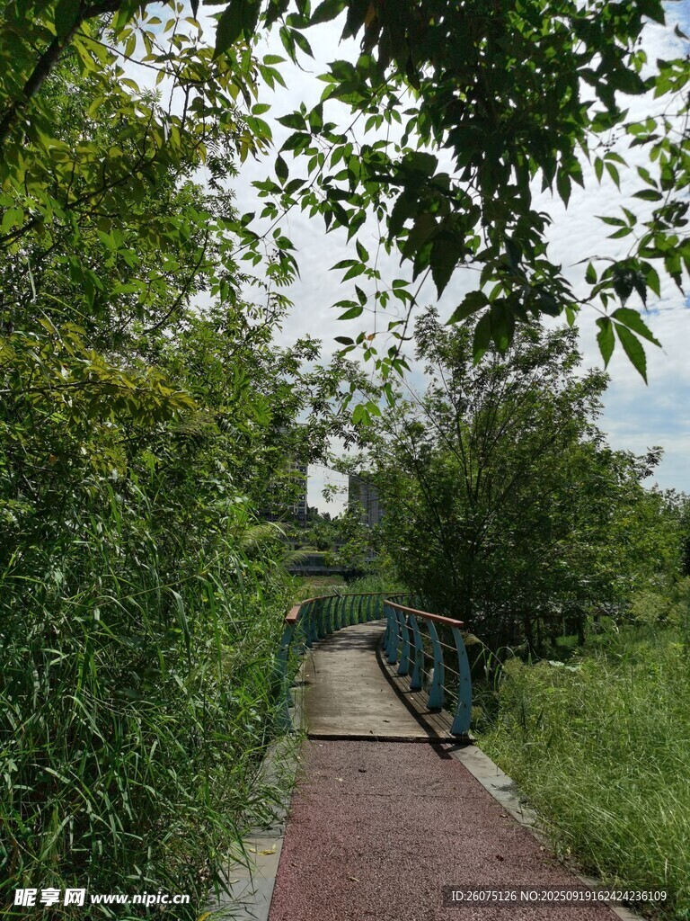 林間小徑綠意盎然的景致