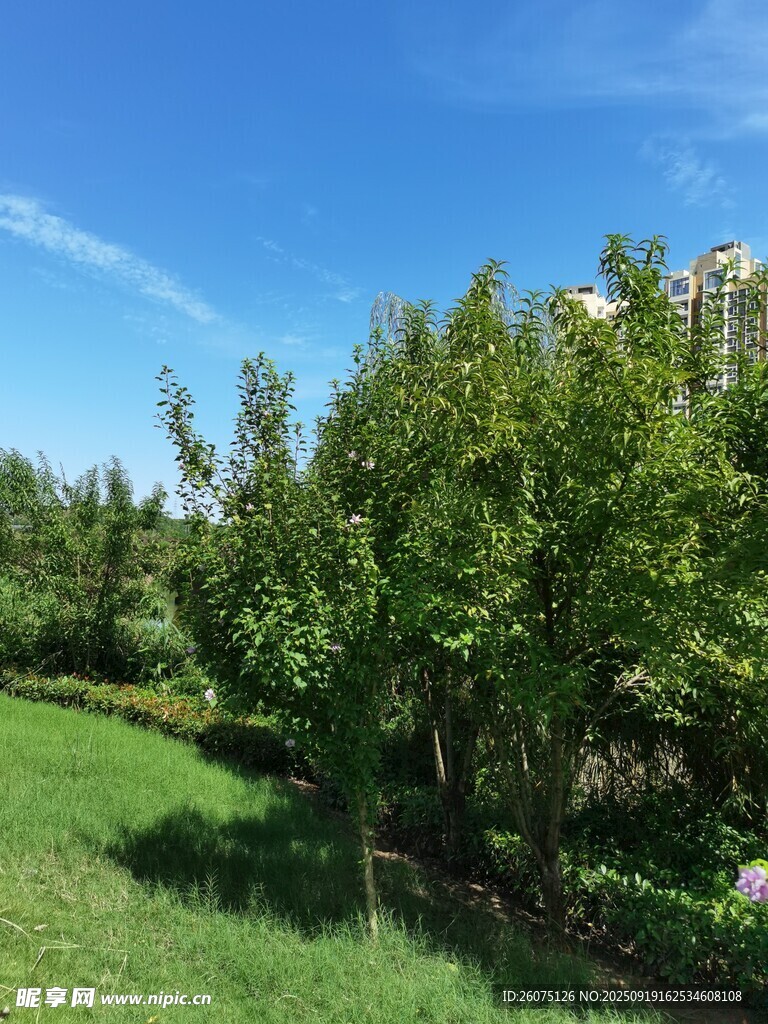 綠意盎然的戶外風(fēng)景