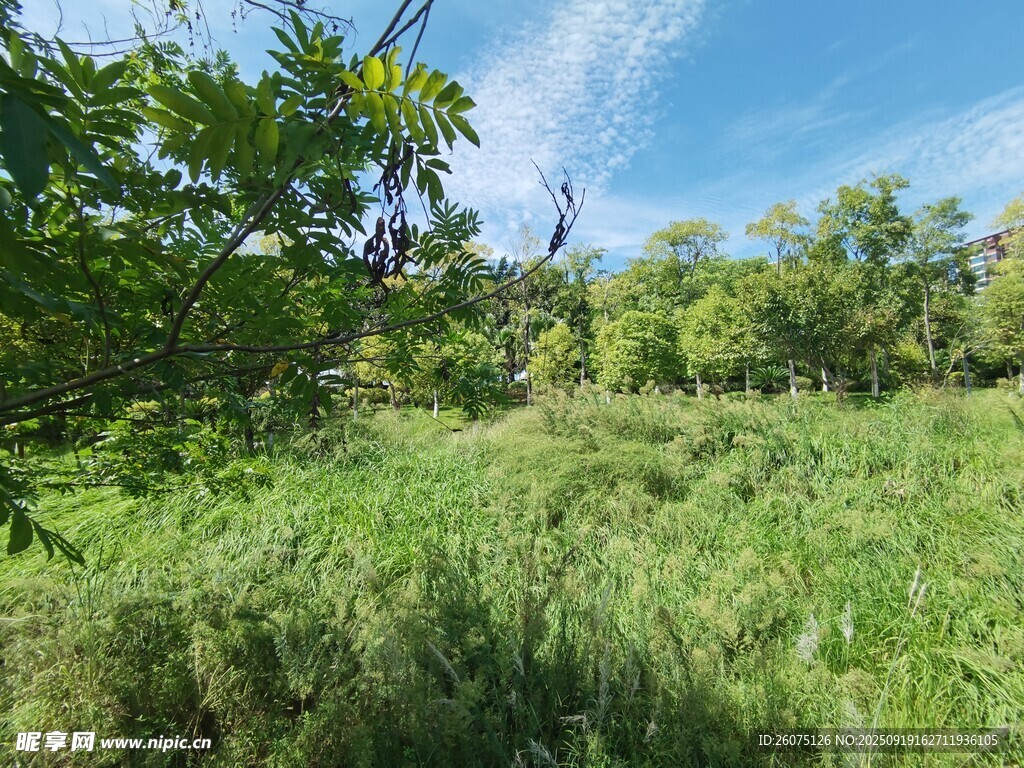 綠意盎然的戶外自然景觀
