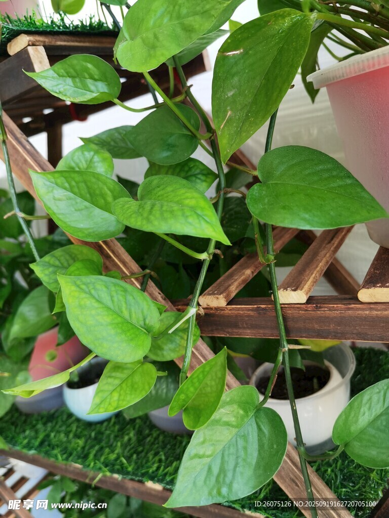 綠葉繁茂的室內(nèi)綠植景觀