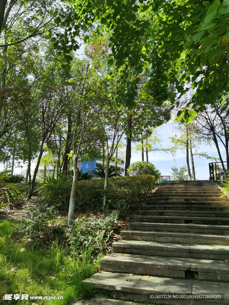 林間石階綠意盎然景致