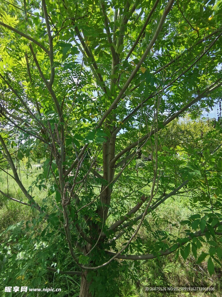 繁茂綠樹(shù)與周邊叢生植被