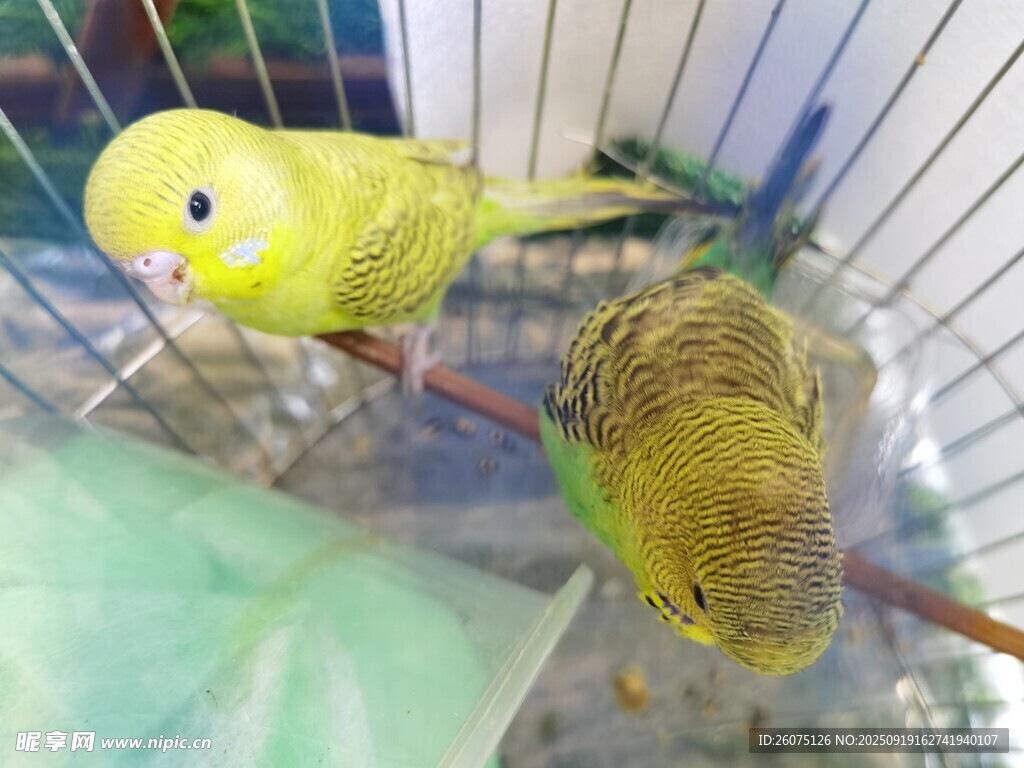 籠中可愛鸚鵡
