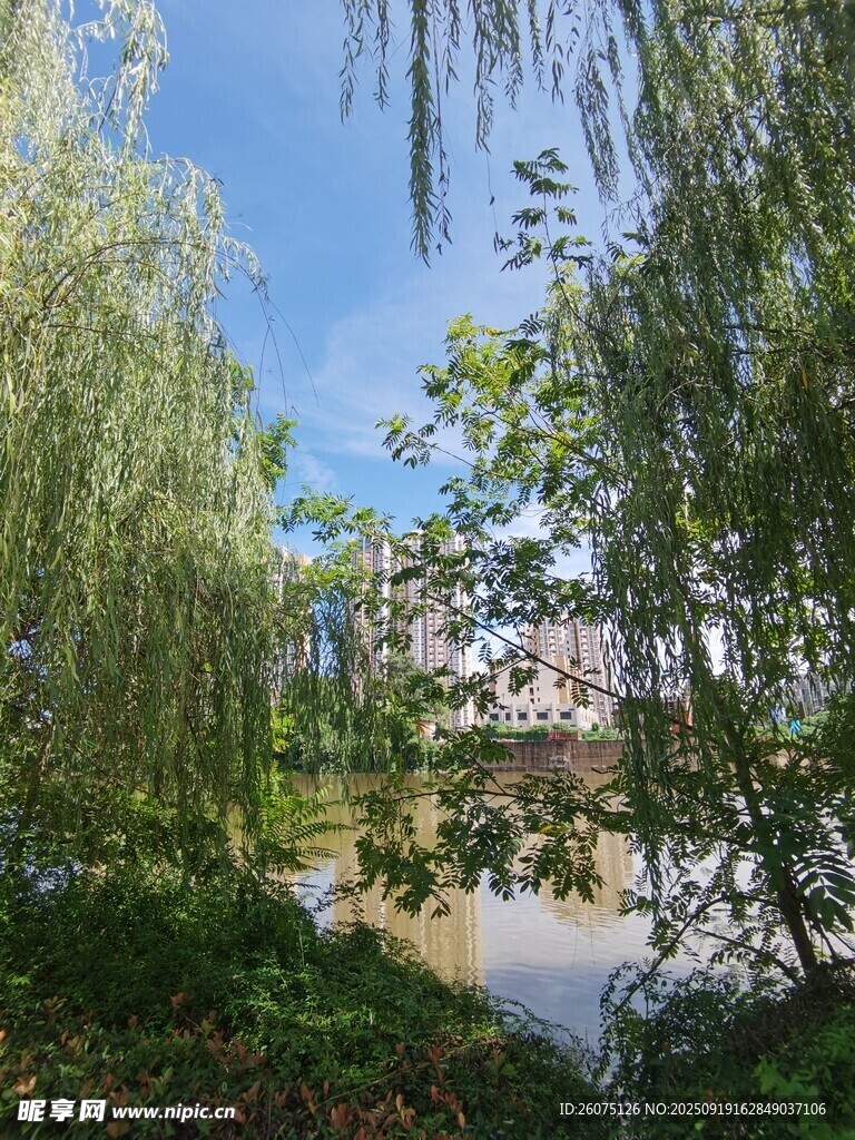 河畔垂柳綠意盎然景色美