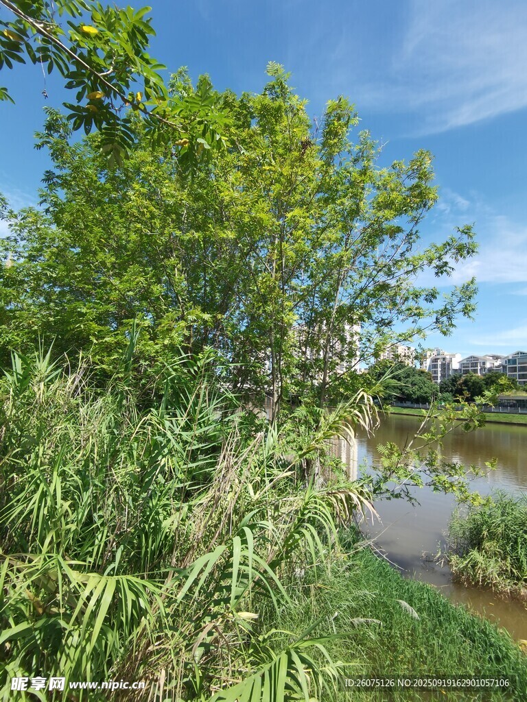 河畔綠樹(shù)成蔭的自然景致
