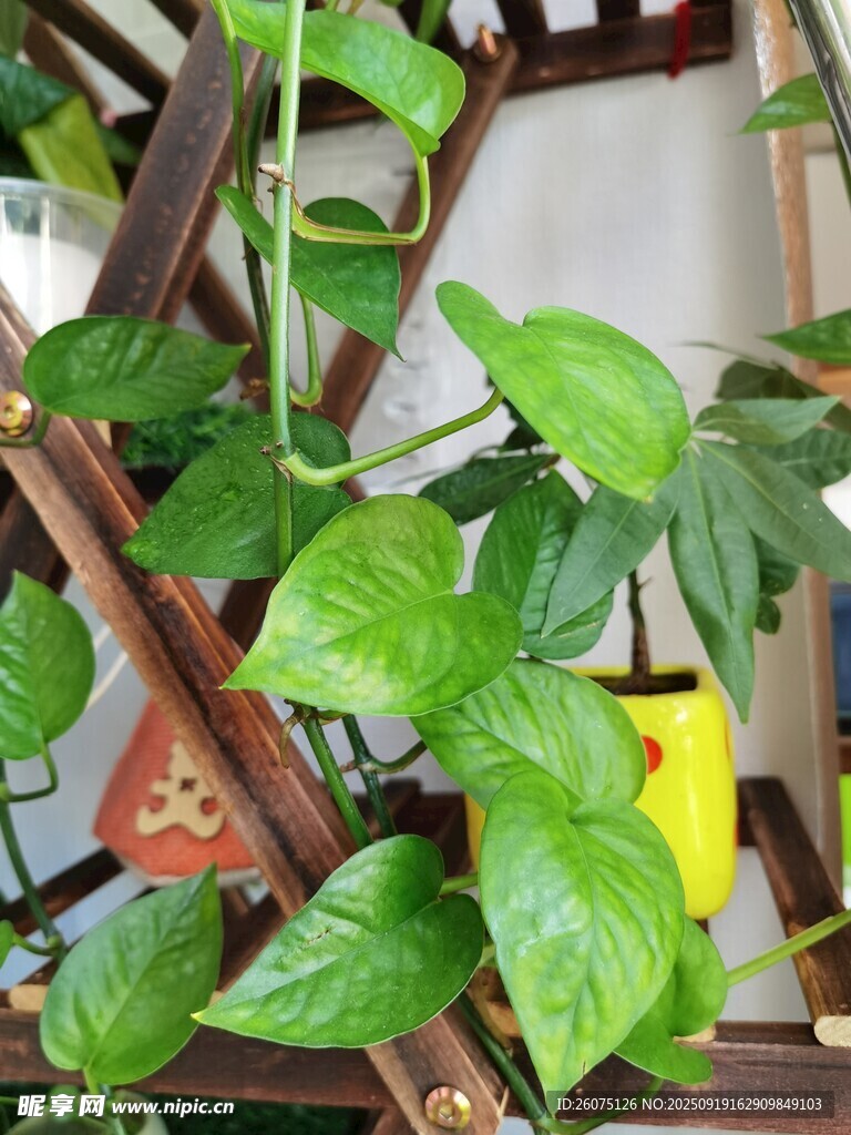 綠蘿繞架生機(jī)盎然