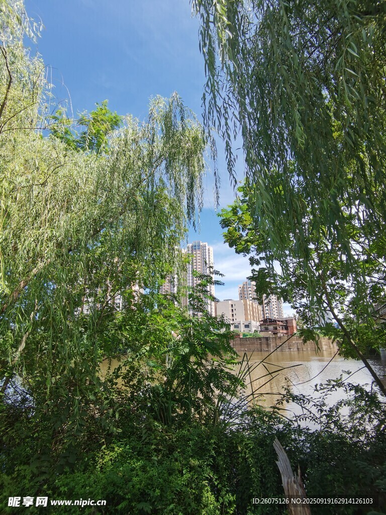 綠樹間的藍天與建筑一角