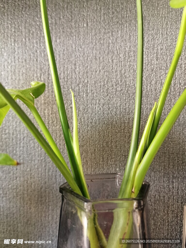玻璃花瓶中的嫩綠植物