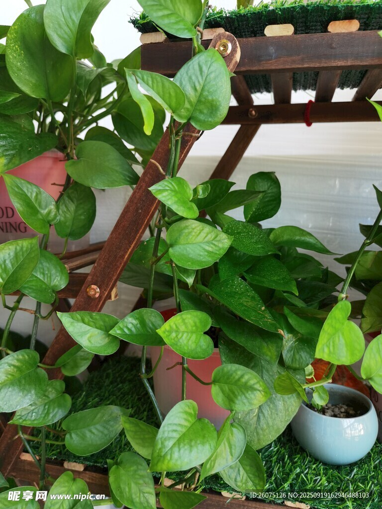 室內(nèi)綠植小景生機(jī)盎然