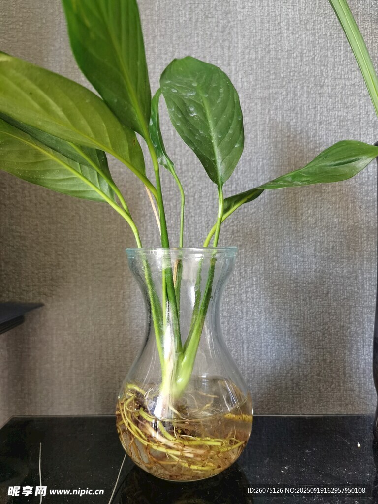 透明花瓶中的水培綠植