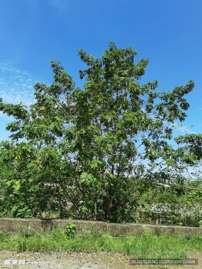 藍(lán)天綠樹風(fēng)景