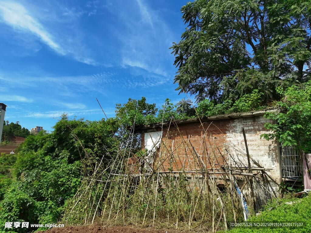 荒廢小屋被綠植環(huán)繞