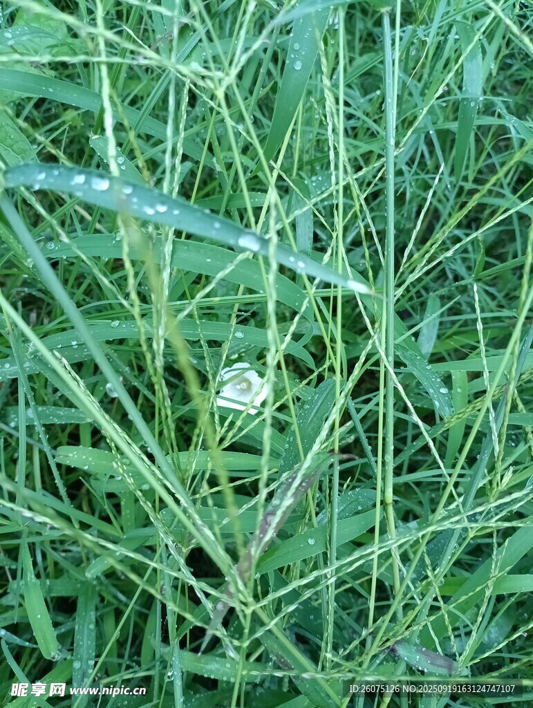 草叢中的白色小花