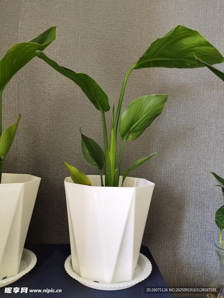 簡(jiǎn)約白色花盆中的綠植