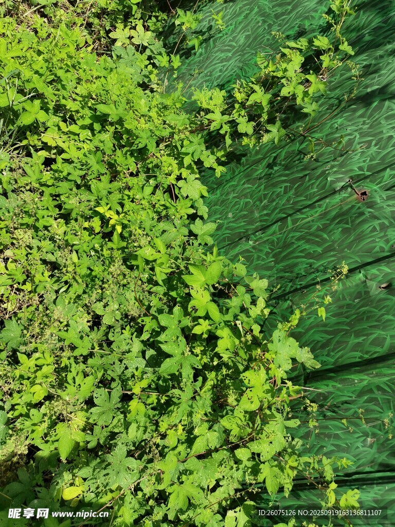 翠綠藤蔓覆蓋的墻面景觀