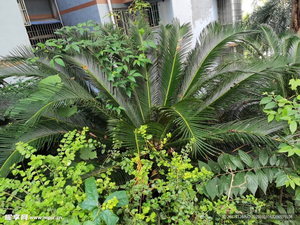 庭院中的鐵樹與綠植