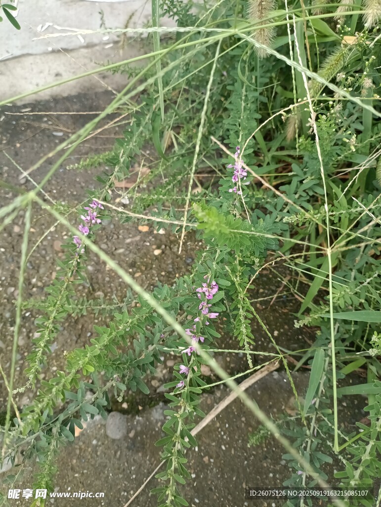 庭院中生長的帶花植物