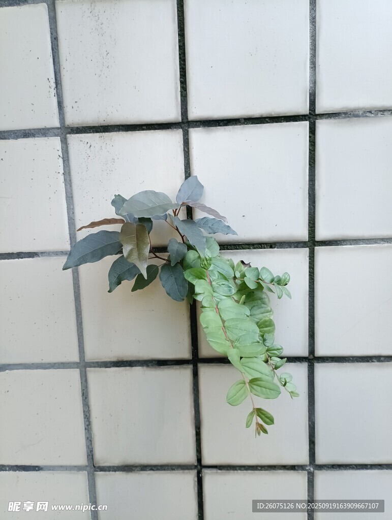 瓷磚縫隙中生長(zhǎng)的綠植