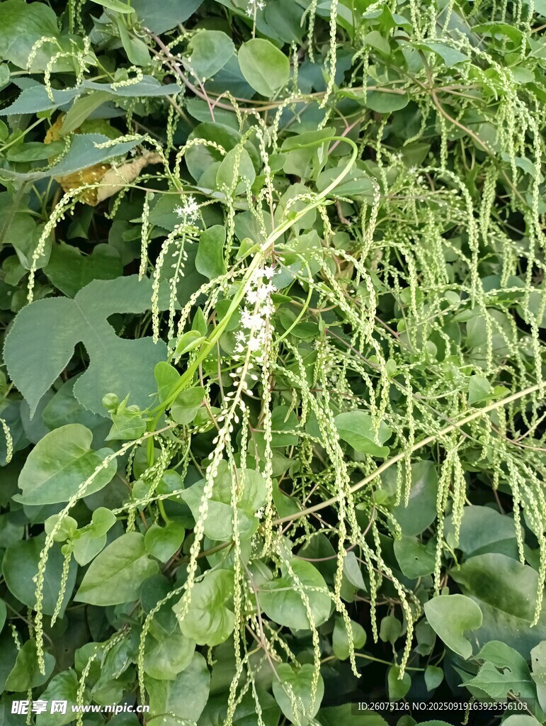 垂穗植物特寫