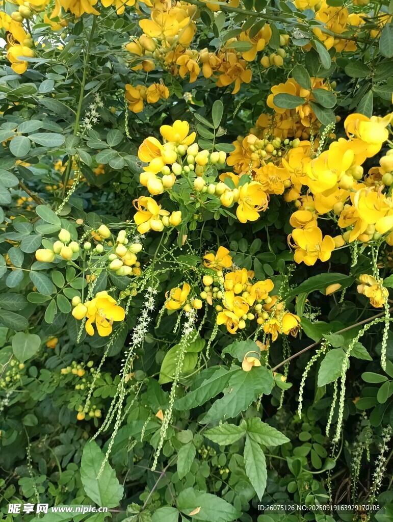 金黃燦爛的美麗花卉景觀