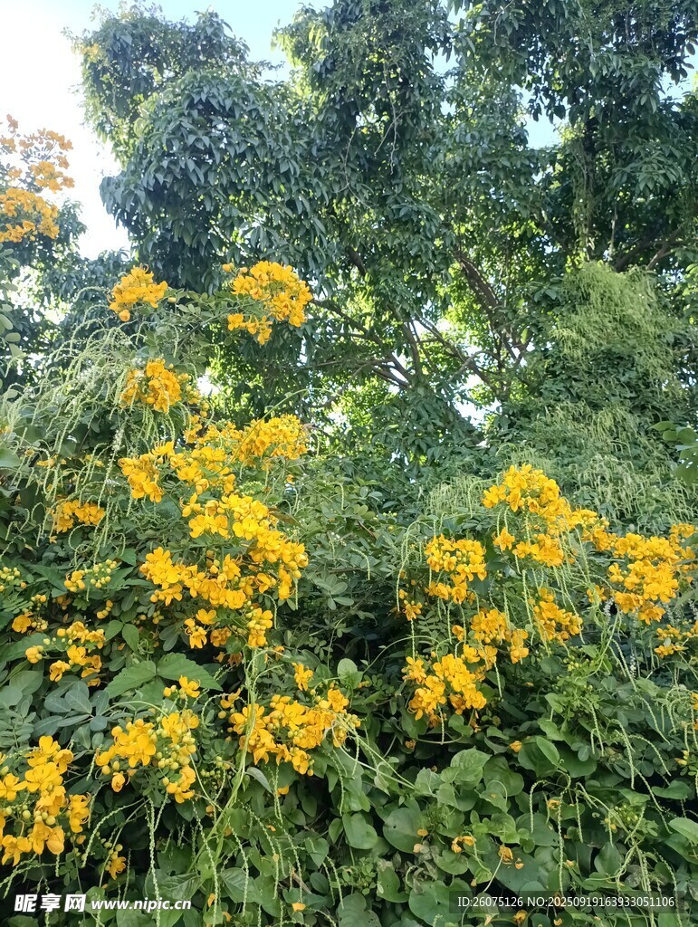 金黃燦爛的繁茂花卉景觀