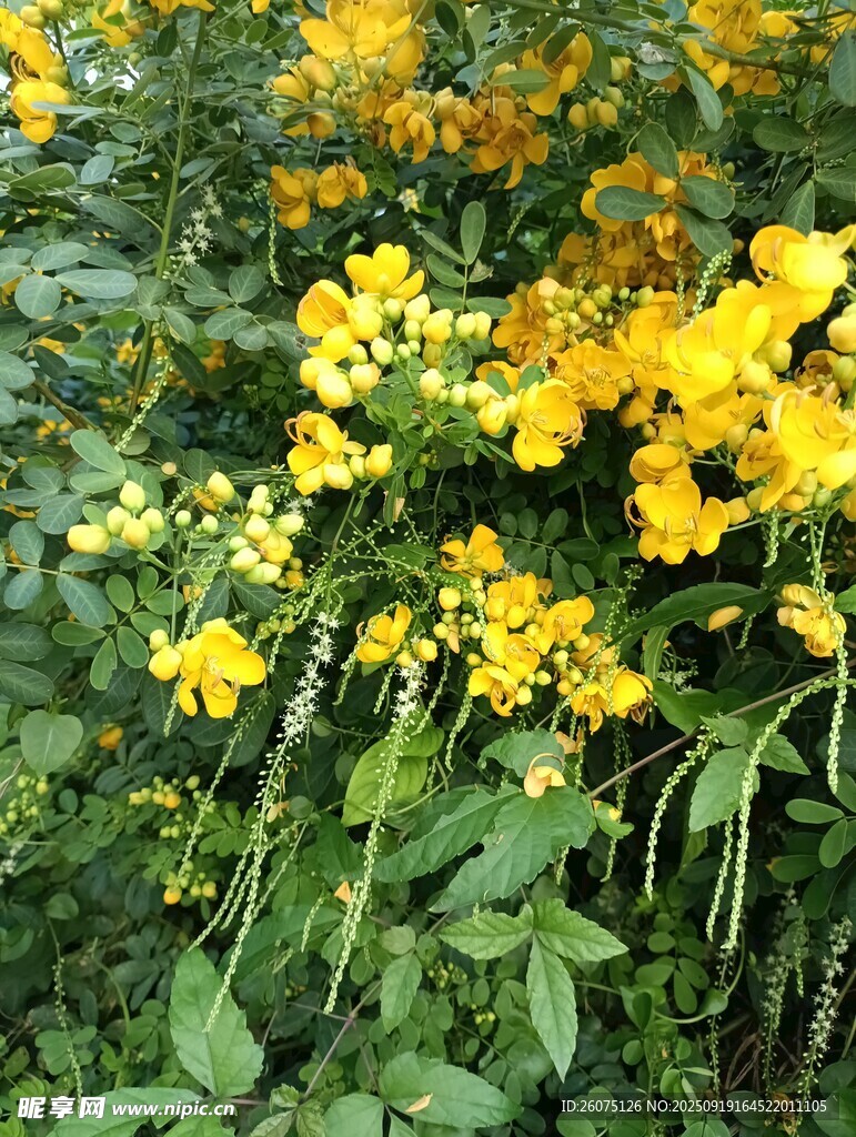 金黃小花綻放綠意間