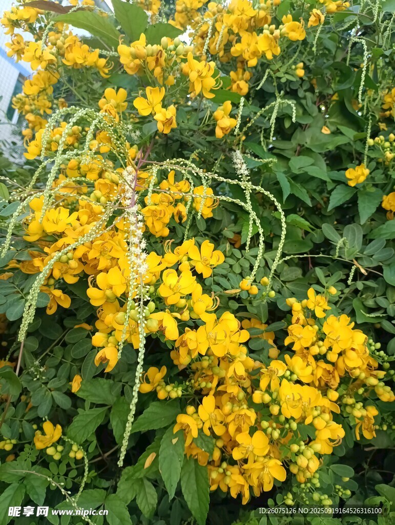 金黃燦爛的花卉綻放
