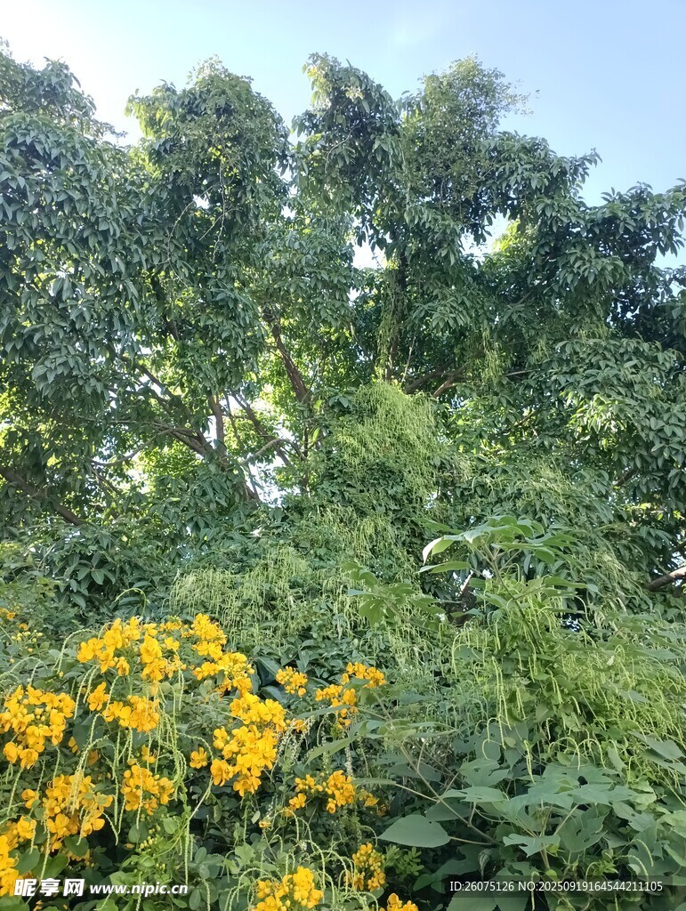 繁茂綠植中的明艷黃花