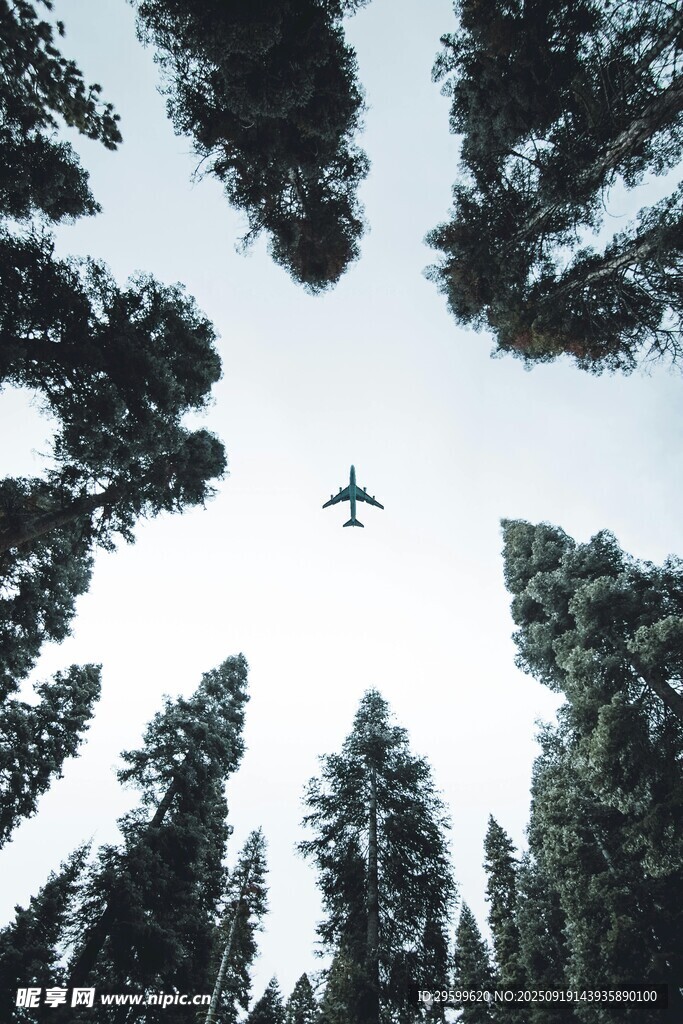 飛機(jī)穿林上空