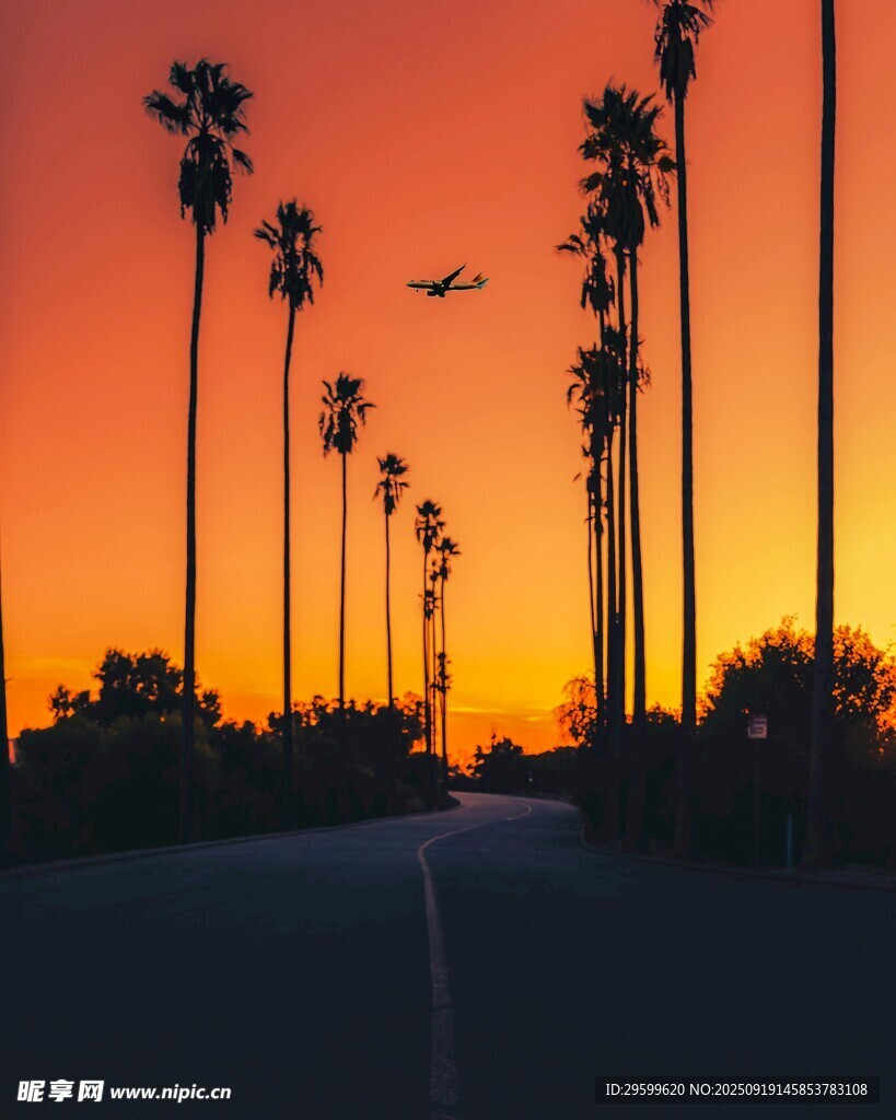 夕陽下的棕櫚樹道路美景