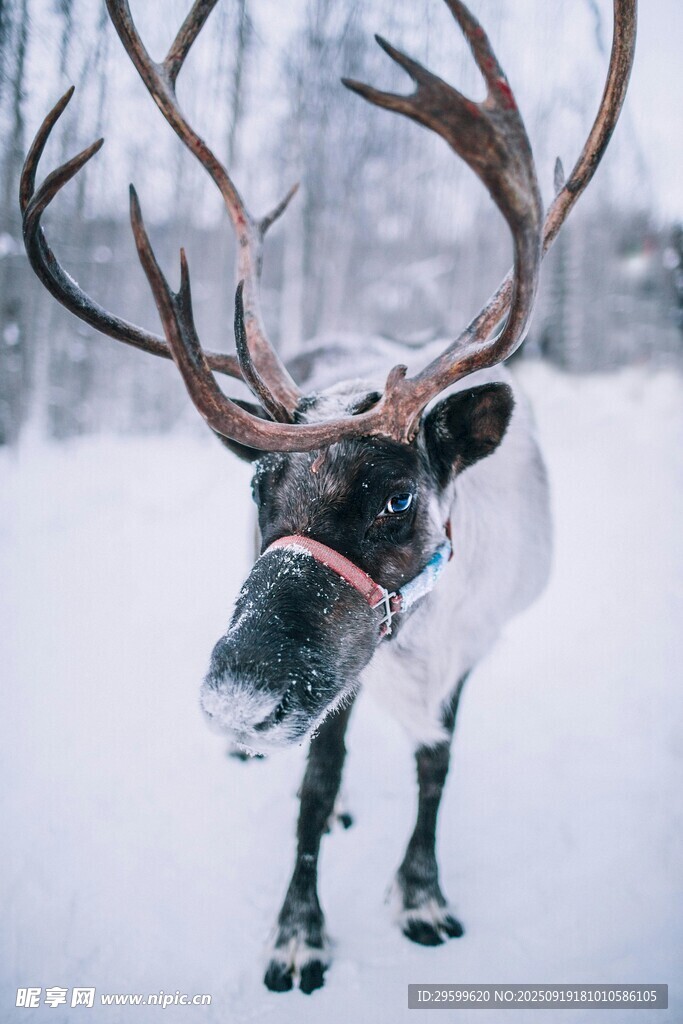 雪地中的馴鹿