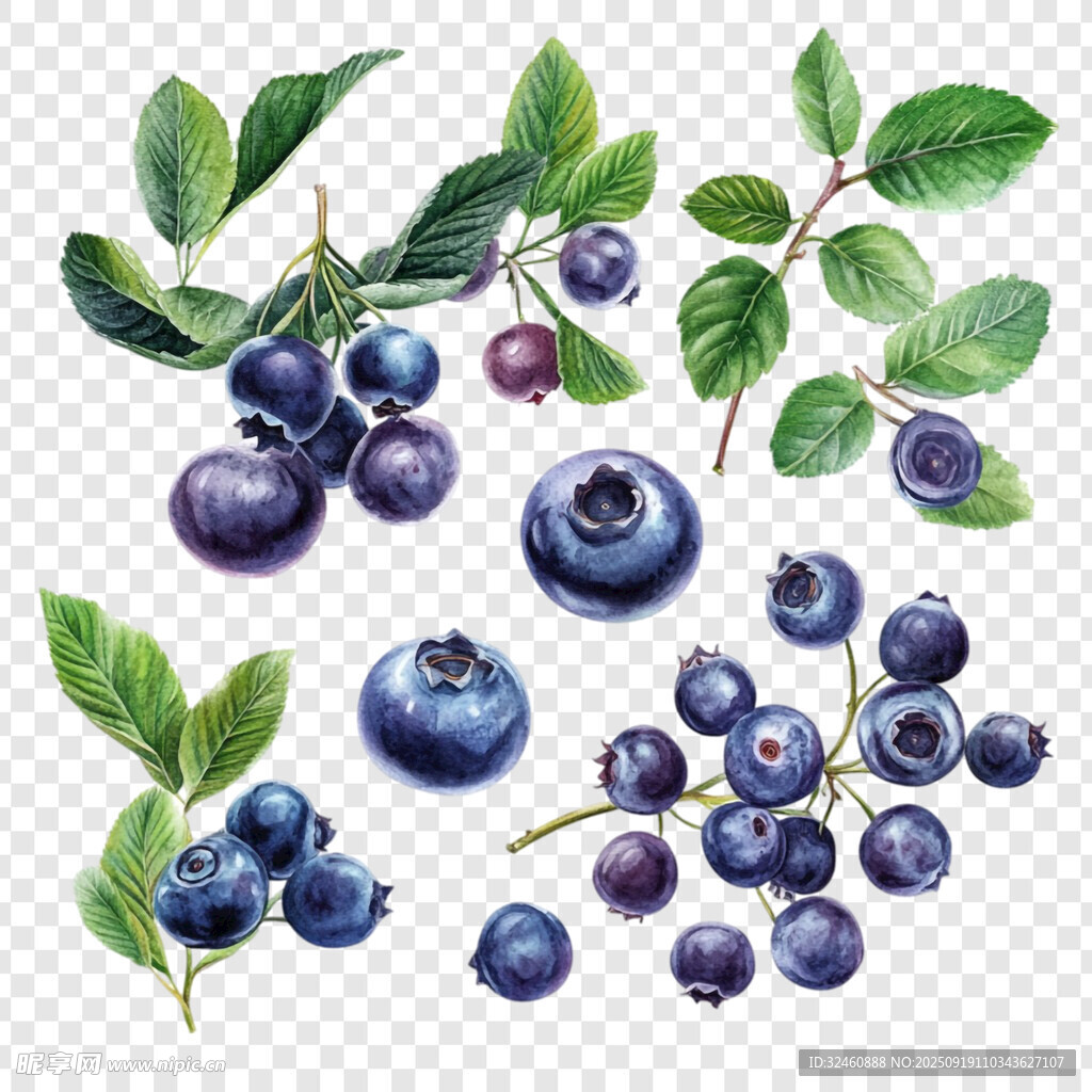 水彩藍莓與綠葉插畫