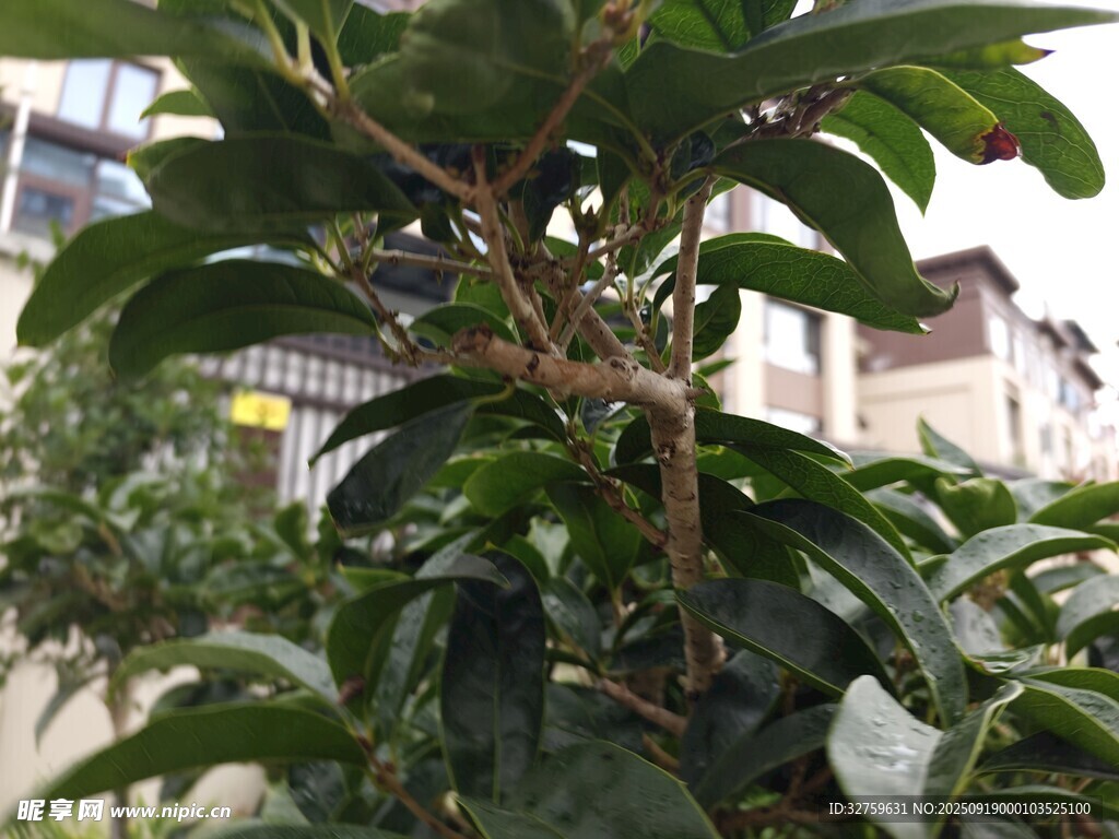綠葉繁茂的盆栽植物