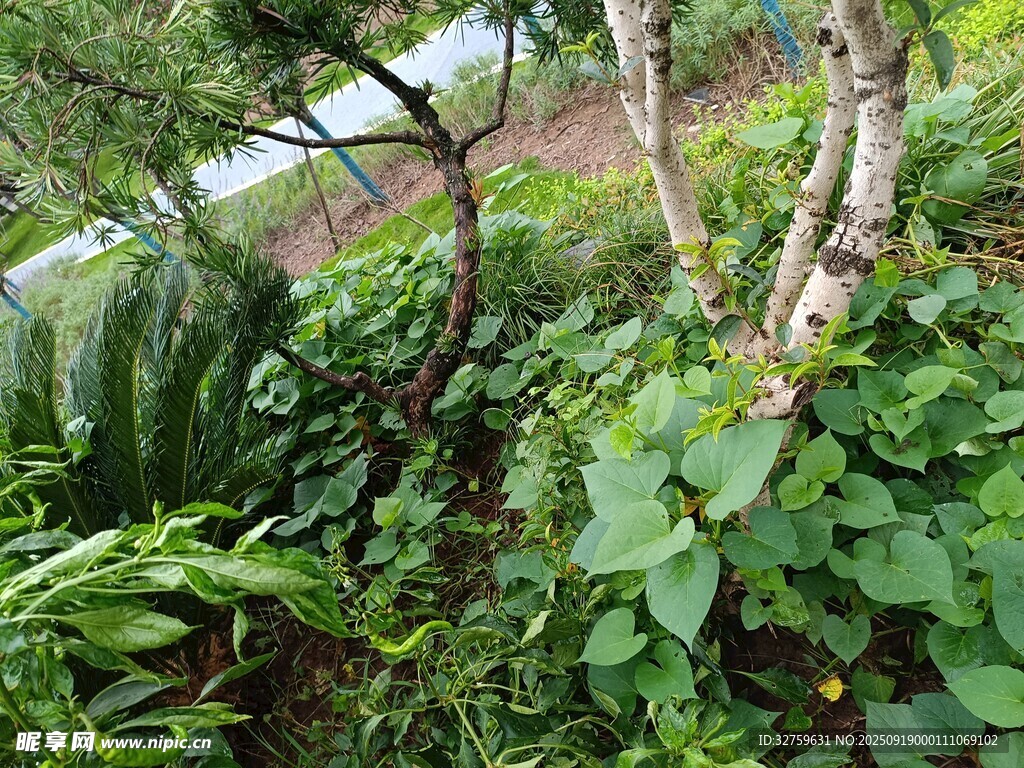 繁茂的野外綠色植物景觀