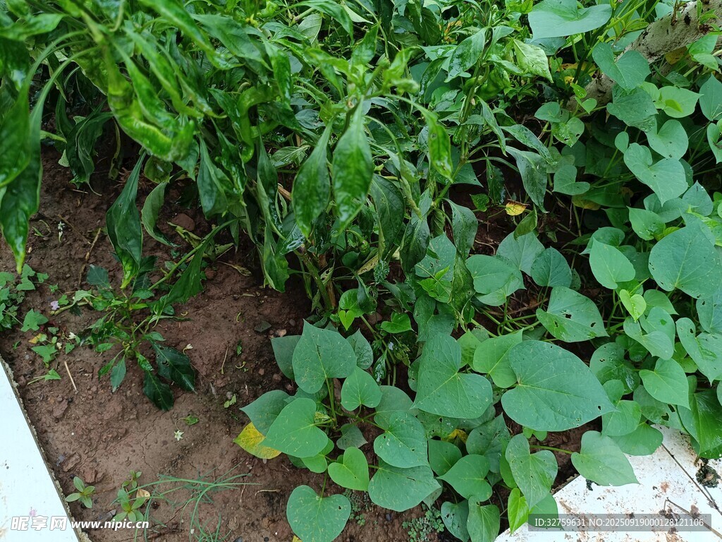 庭院中的翠綠蔬菜植物