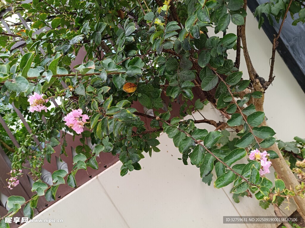 墻邊綻放的粉色花卉植物