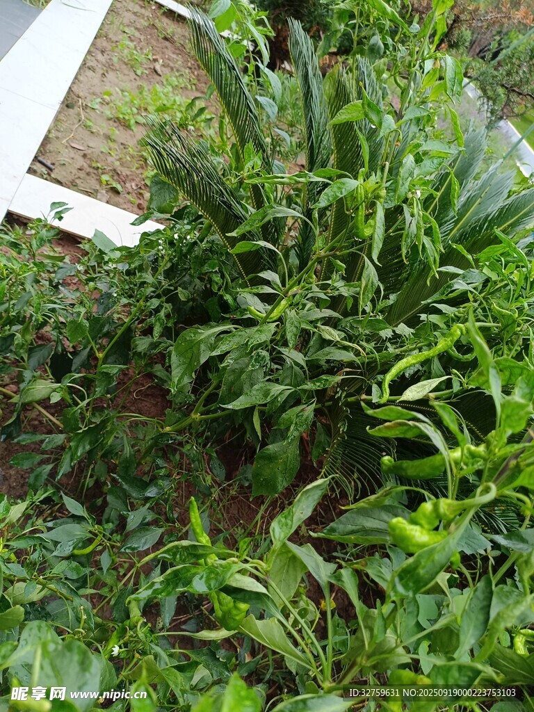 庭院中的綠色植物景觀