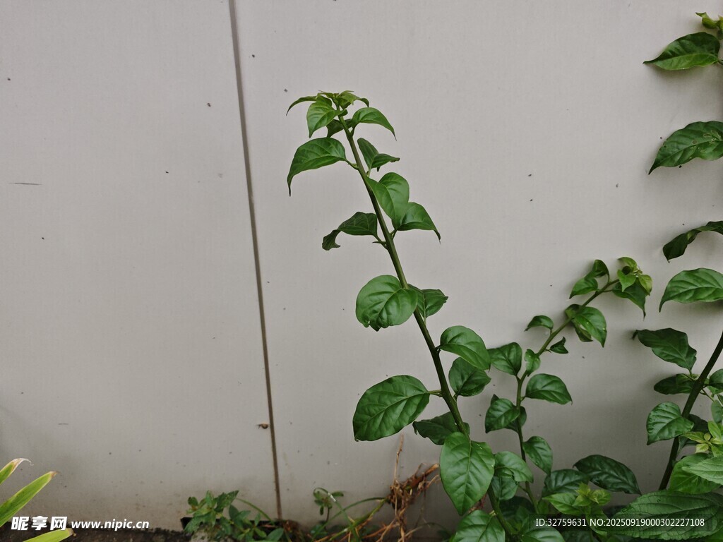 墻邊綠植生機(jī)盎然