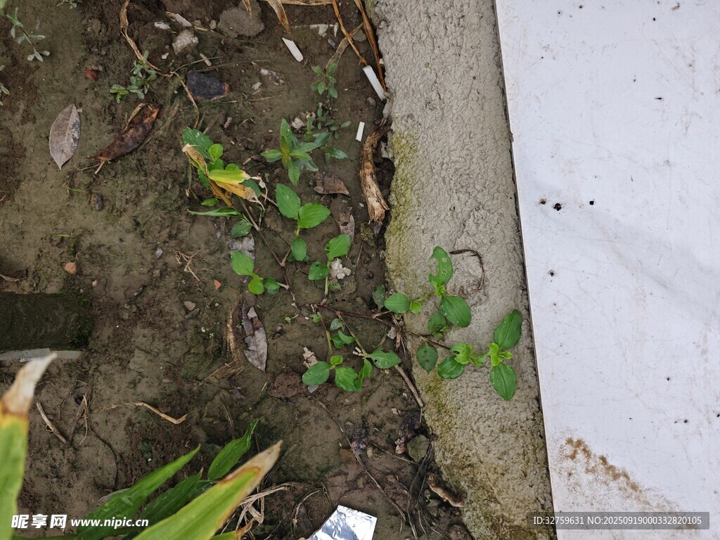 墻角生長的綠色小植物